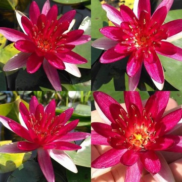 Nymphaea sirius    matthijs hazeleger waterlelies   de grote tuinverbouwing   matthijs plantenpaleis 3