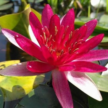 Nymphaea sirius    matthijs hazeleger waterlelies   de grote tuinverbouwing   matthijs plantenpaleis 4