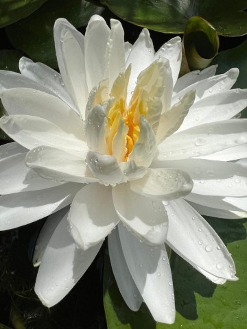 Nymphaea snowflake 1