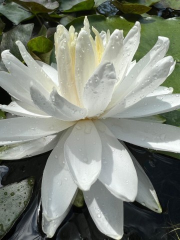 Nymphaea snowflake 2