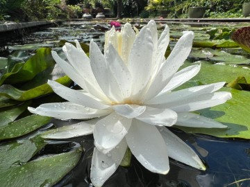 Nymphaea snowflake 4