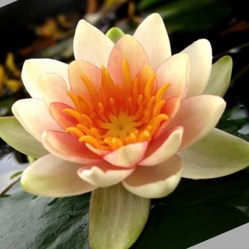 Nymphaea solfatare   matthijs plantenpaleis waterlelies   de grote tuinverbouwing 4