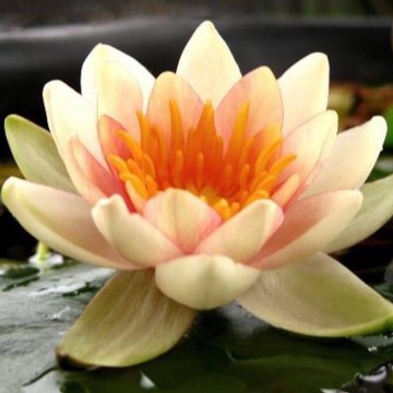 Nymphaea solfatare   matthijs plantenpaleis waterlelies   de grote tuinverbouwing 5