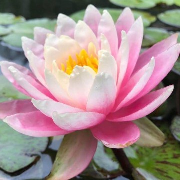 Nymphaea sunfire  matthijs plantenpaleis 1