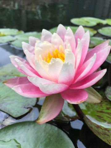Nymphaea sunfire  matthijs plantenpaleis 2