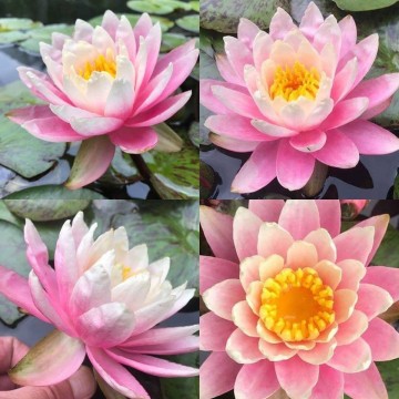 Nymphaea sunfire  matthijs plantenpaleis 3