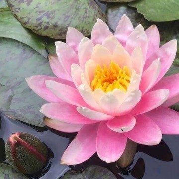 Nymphaea sunfire  matthijs plantenpaleis 4