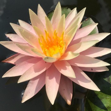 Nymphaea sunny pink matthijs plantenpaleis 1
