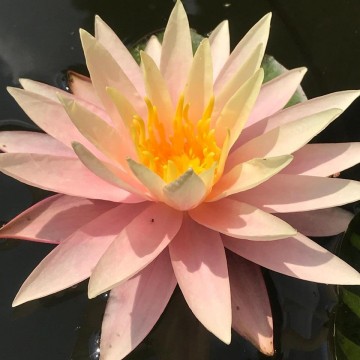 Nymphaea sunny pink matthijs plantenpaleis 3