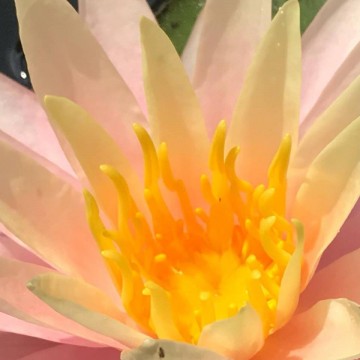 Nymphaea sunny pink matthijs plantenpaleis 4