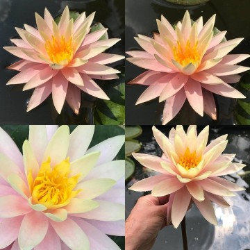 Nymphaea sunny pink matthijs plantenpaleis 5