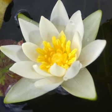 Nymphaea tetragona matthijs plantenpaleis   waterlelies 2