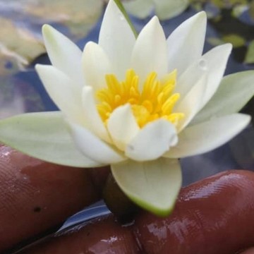 Nymphaea tetragona matthijs plantenpaleis   waterlelies 3