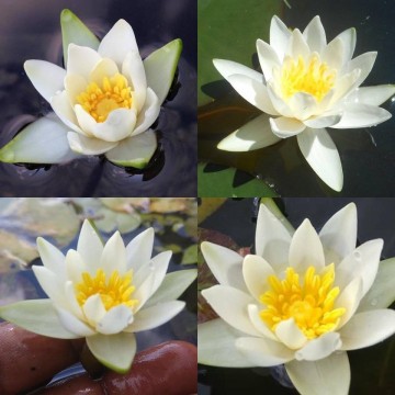 Nymphaea tetragona matthijs plantenpaleis   waterlelies 4