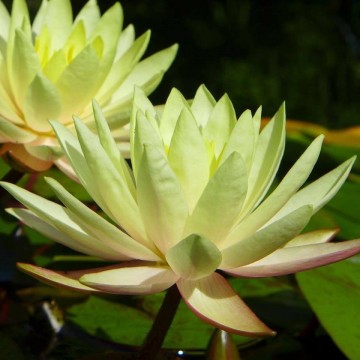 Nymphaea texas dawn   matthijs plantenpaleis waterlelies 1