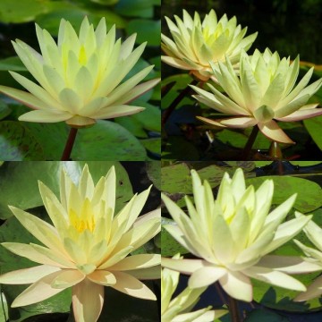 Nymphaea texas dawn   matthijs plantenpaleis waterlelies 4