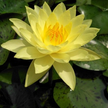 Nymphaea thongsub  matthijs plantenpaleis 1