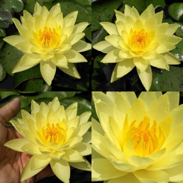 Nymphaea thongsub  matthijs plantenpaleis 2