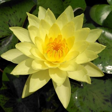 Nymphaea thongsub  matthijs plantenpaleis 3