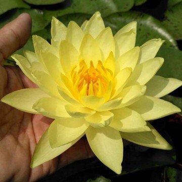 Nymphaea thongsub  matthijs plantenpaleis 4