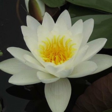 Nymphaea virginalis matthijs plantenpaleis waterlilies 1 1