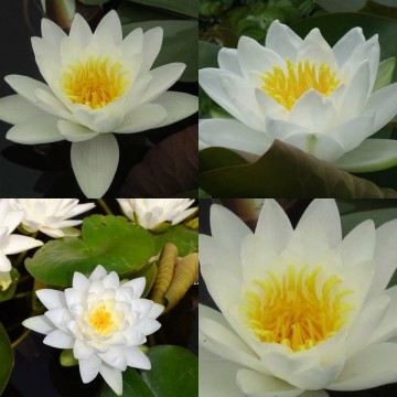 Nymphaea virginalis matthijs plantenpaleis waterlilies 1 3