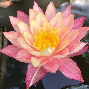 Nymphaea wanvisa  matthijs plantenpaleis 1