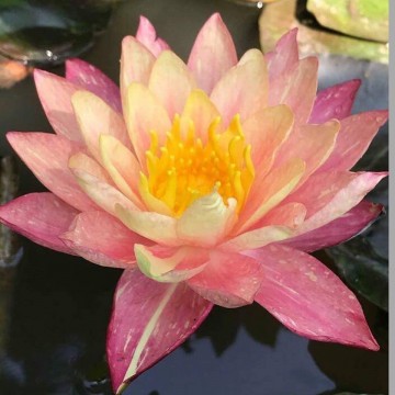 Nymphaea wanvisa  matthijs plantenpaleis 3