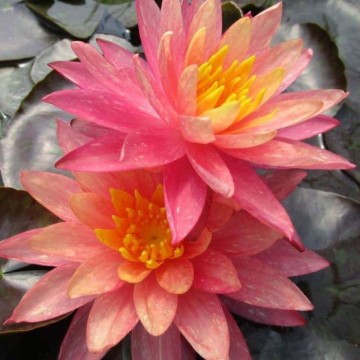 Nymphaea wanvisa  matthijs plantenpaleis 4