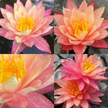 Nymphaea wanvisa  matthijs plantenpaleis 5