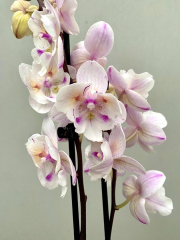 Phalaenopsis hybride nr 12 3
