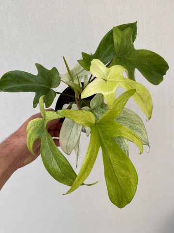 Philodendron florida ghost 1