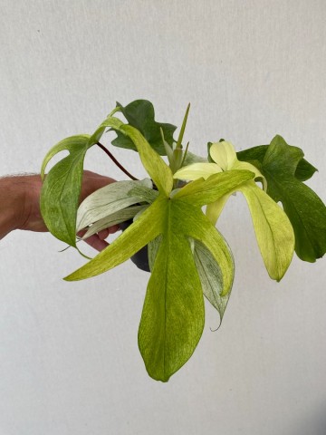 Philodendron florida ghost 2