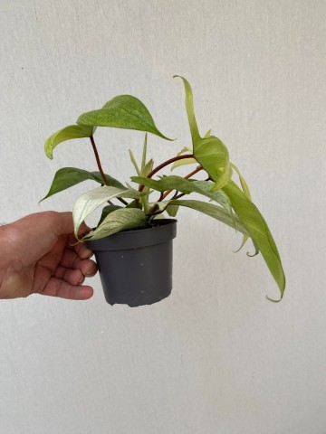 Philodendron florida ghost 3