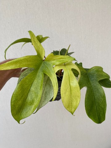 Philodendron florida ghost 4