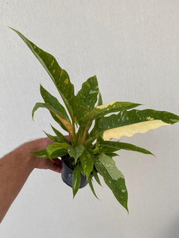 Philodendron ring of fire 1