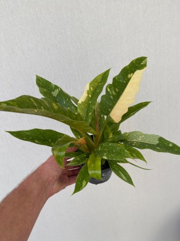 Philodendron ring of fire 2