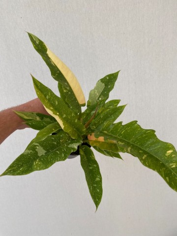 Philodendron ring of fire 3