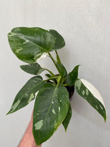 Philodendron white wizard 1