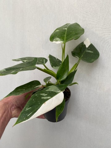 Philodendron white wizard 2