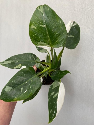 Philodendron white wizard 3