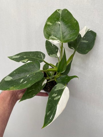 Philodendron white wizard 4