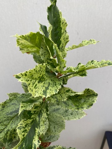 Photinia pink crispy 3