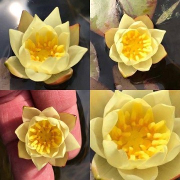 Pygmaea helvola  matthijs planten paleis 3