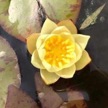 Pygmaea helvola  matthijs planten paleis 4