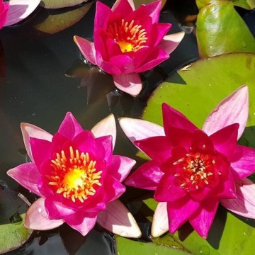 Pygmaea rubra nelumbogarden waterlilies 2