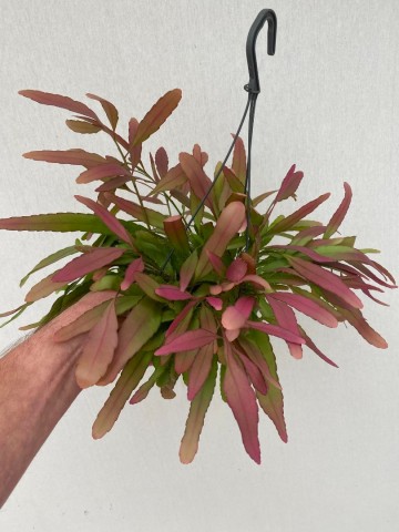 Rhipsalis red coral 1