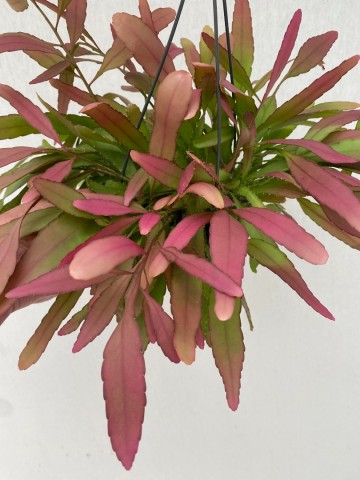 Rhipsalis red coral 2