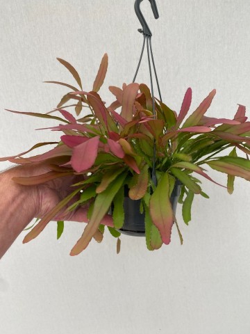 Rhipsalis red coral 3