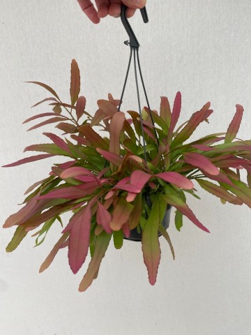 Rhipsalis red coral 4